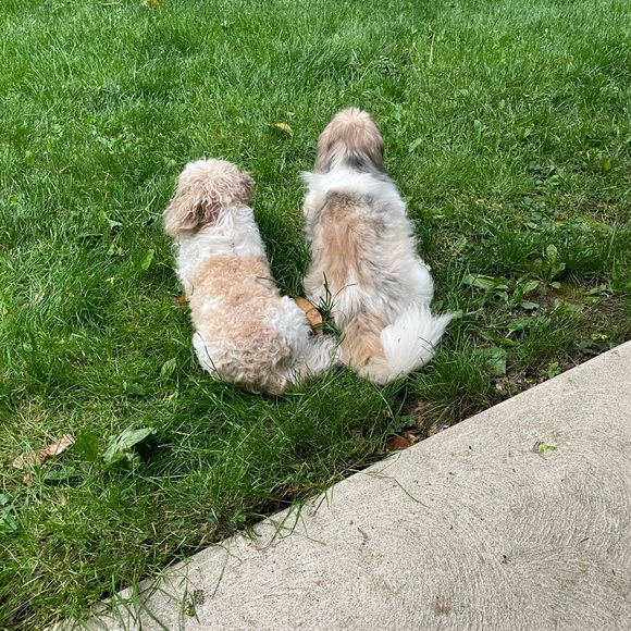 Meet your Posher, Carin - Picture 3 of 5